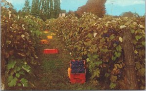 USA Harvest Time Concord Grape Aereas Chautauqua And Erie Chrome Postcard 02.76