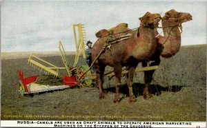 Agriculture International Harvester Operated by Camels in Russia Postcard W11