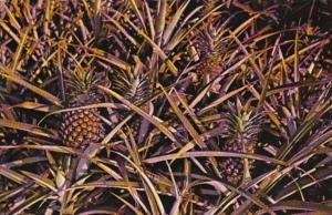 Florida Lake Placid Pineappple Plantation 1976