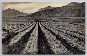 Hawaiian Pineapple Plants Dole Plantation HI Postcard D22