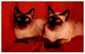 Cats Siamese