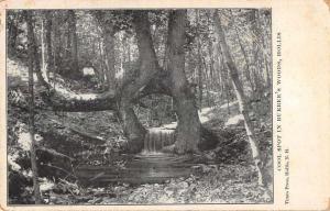 Hollis New Hampshire Burbees Woods Pond Antique Postcard K97075