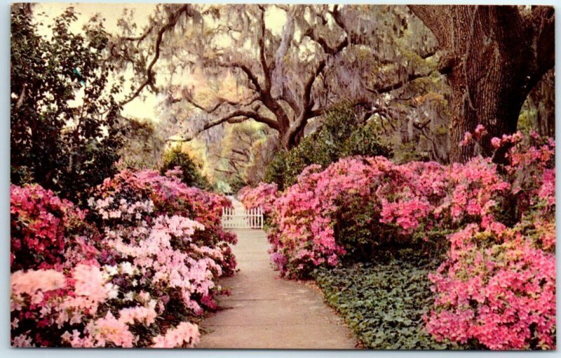 Postcard - Orton Plantation Garden - Wilmington, North Carolina