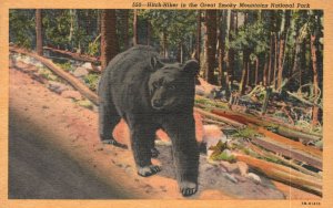 Vintage Postcard 1938 Hitch-Killer In The Great Smoky Mountains National Park