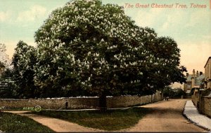 England Totnes The Great Chestnut Tree