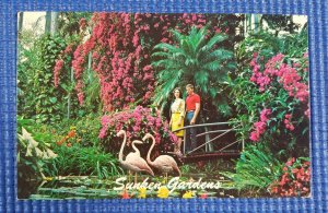 Vintage Tropical Sunken Gardens St Petersburg Florida FL Postcard