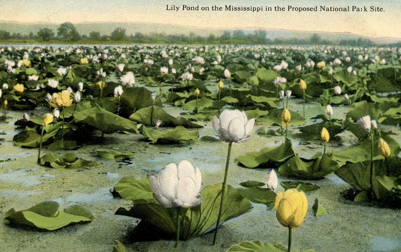 Lily Pond on the Mississippi River