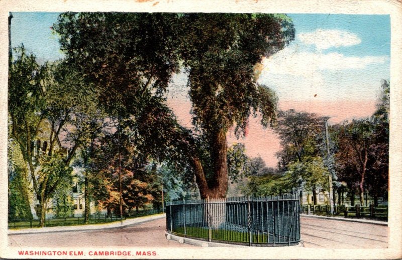 Massachusetts Cambridge The Washington Elm 1919