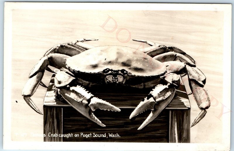 c1910s Puget Sound, WA RPPC Delicious Dungeness Crab Real Photo Postcard A95