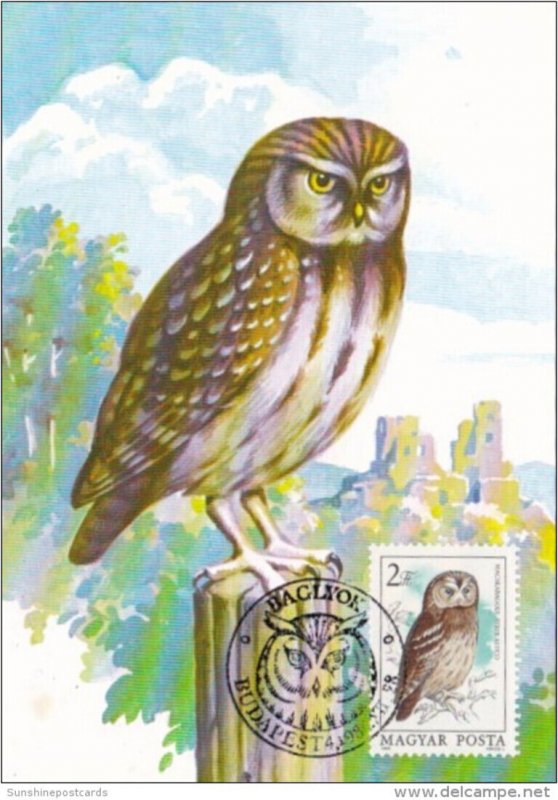 Birds Owls Hungary Stamps On Postcards