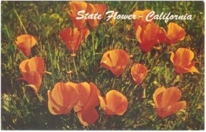 Poppy, California State Flower, Vintage Chrome Postcard