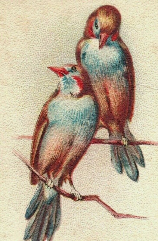 1880s-90s Arm & Hammer Beautiful Birds Series Waxbill Lot Of 5 P222