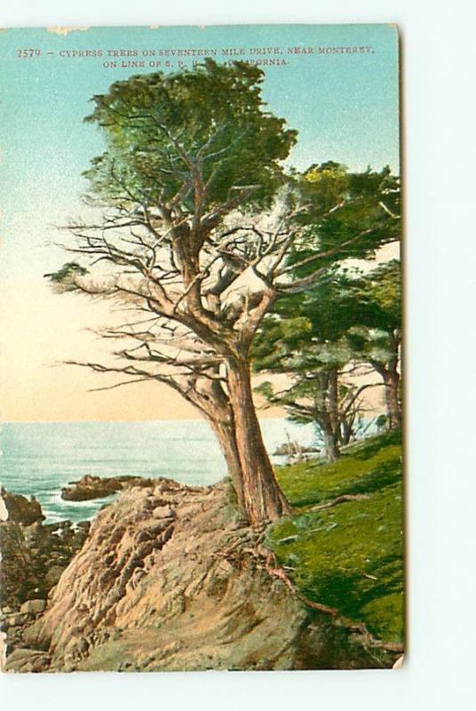 Row Trees Art Postcard From Original Watercolor Painting 