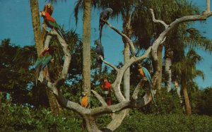 Vintage Postcard The Parrot Tree Bush Gardens Tampa FL Florida Anheuser Busch