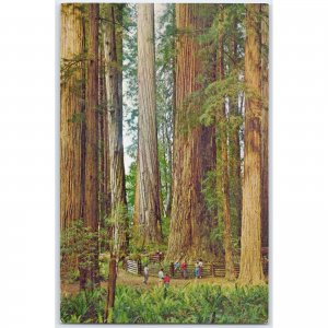 Postcard Stout Tree in Frank D. Stout Memorial Grove, California