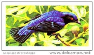 Brooke Bond Trade Card Tropical Birds No 36 Fairy Blue Bird