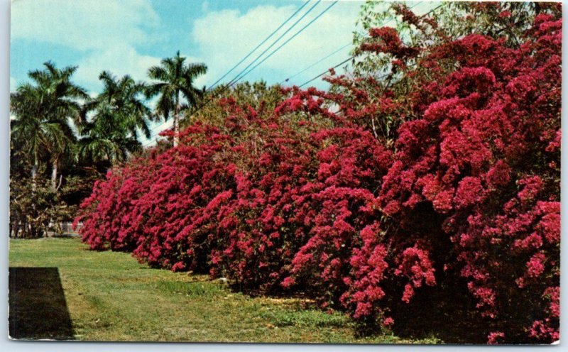 M-65479 Bougainvillea in Bloom Edison Winter Home Fort Myers Florida