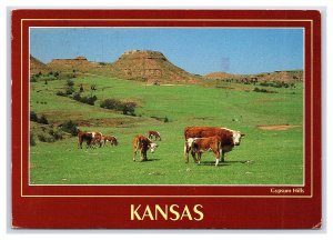 Gypsum Hills Kansas Near Medicine Lodge Postcard Continental View Card Cattle