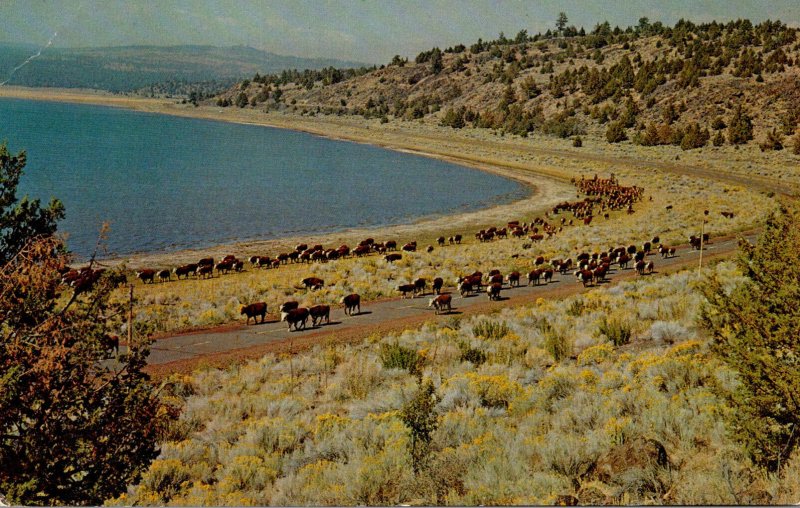 California Lassen County Cattle Along The Shore Of Eagle Lake