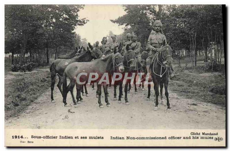 Old Postcard Donkey Mule Under Army officer and his mules