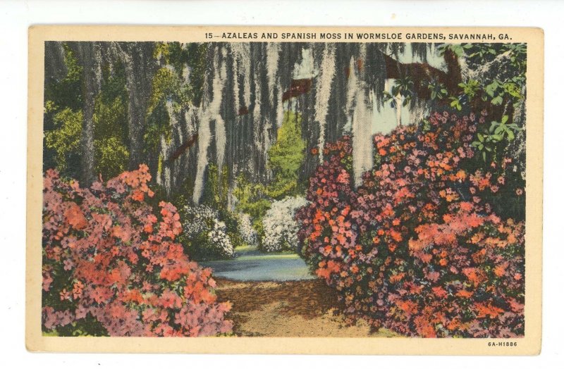 GA - Savannah. Wormsloe Gardens, Azaleas, Spanish Moss