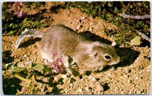 Postcard - The Mohave Ground Squirrel, Desert Tortoise Natural Area - California