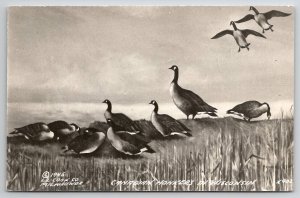 Canadian Honkers In Wisconsin RPPC Ducks Postcard T26