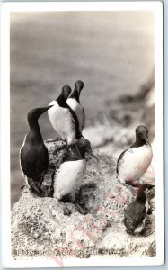 c1930s Oregon Coast Highway, OR RPPC Common Murres Bird Real Photo Postcard A166