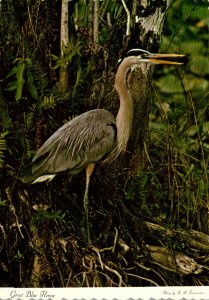 Birds The Great Blue Heron