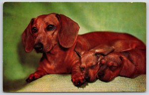Brown Mother Dachshund And Two Pups Photograph Art Print Postcard