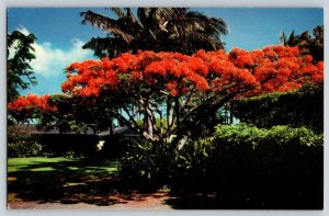 Postcard The Flame Tree - Hawaii