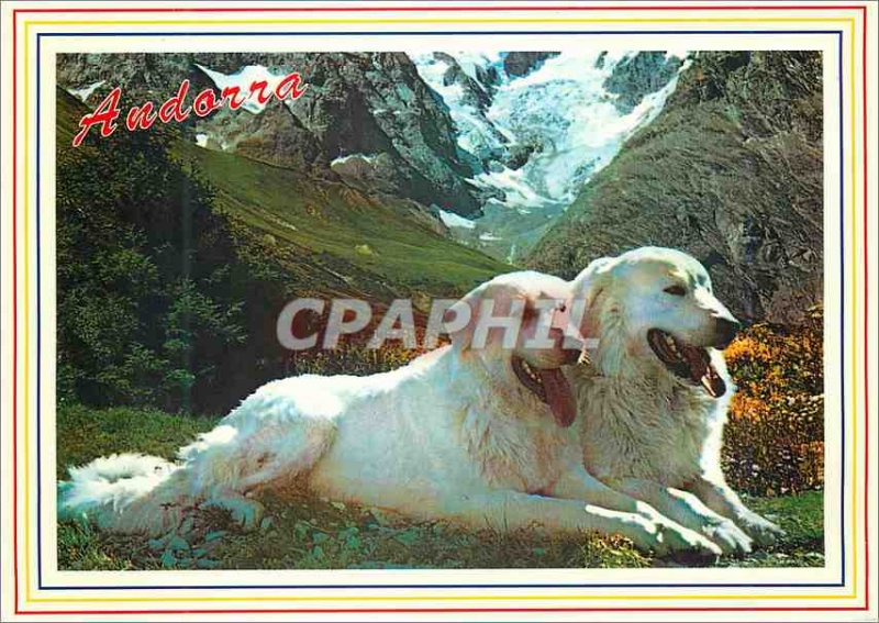 Postcard Modern Valls Andorra Andorra Pyrenees Dogs