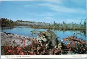 postcard Ontario, Canada - Algonquin Park - Raccoon