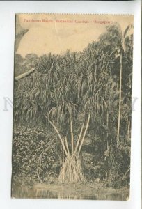 432760 Singapore Botanical Garden Pandanus Raida Vintage postcard