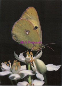 Animals Postcard - Butterflies, The Clouded Yellow European Butterfly RR20450