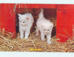 Unused Pre-1980 TWO ALL WHITE CUTE KITTEN CATS COME THRU DOOR n0357
