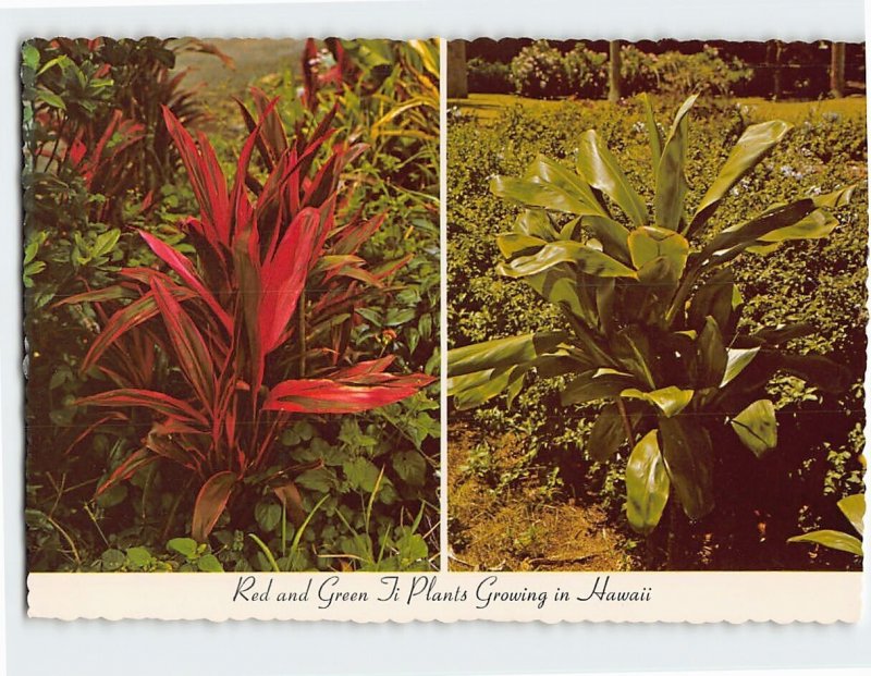 Postcard Red and Green Ti Plants Growing in Hawaii