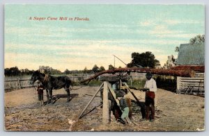 Florida Black Americana~Sugar Cane Mill~Mule Turns Wheel~Worker & Kids~c1910
