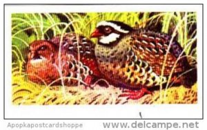 Brooke Bond Trade Card Tropical Birds No 41 Painted Bush-Quail