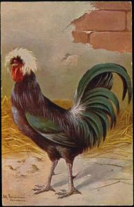 Chicken Hen Rooster (1910s) I