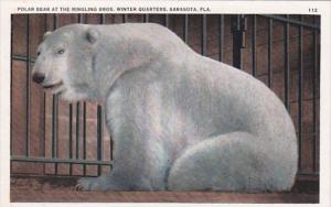 Polar Bear At The Ringling Brothers Winter Quarters Sarasota Florida
