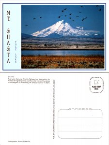 Mt. Shasta (15023