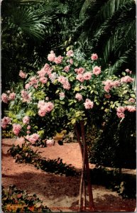 Sunnyside Beach Pacific Grove CA Pink Roses Garden Postcard c1915