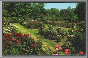 Ohio, Mansfield Kingwood Center Rose Test Garden - [OH-015]