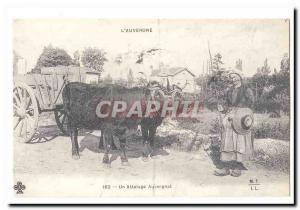 COPYRIGHT Lauvergne Old Postcard A Auvergne hitch (oxen cows)