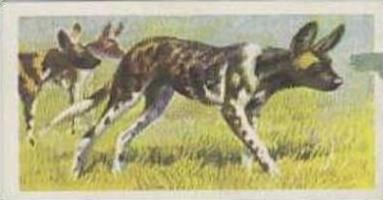 Brooke Bond Tea Vintage Trade Card African Wildlife 1962 No 24 African Huntin...