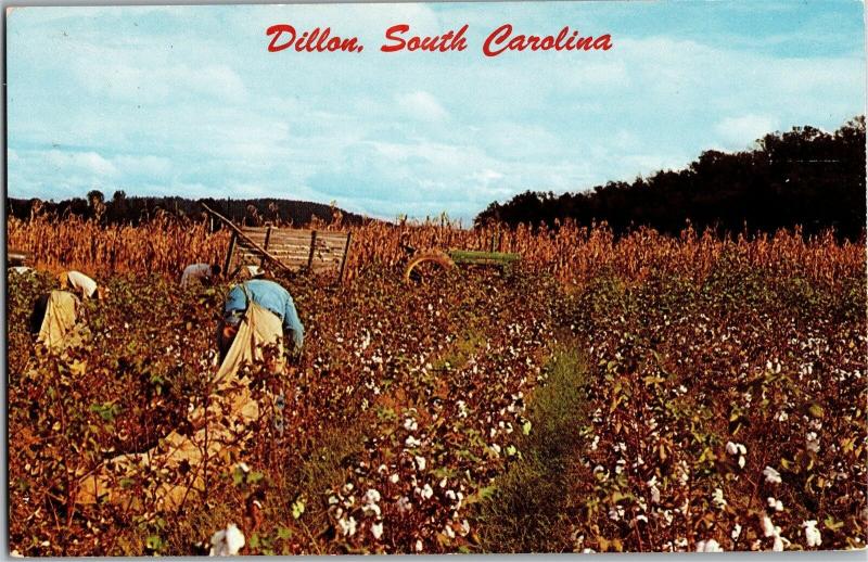 Cotton Fields, Dillon South Carolina Pickin Time in Dixie Vintage Postcard M18