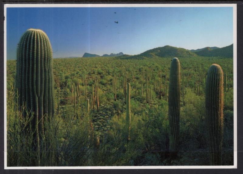 Saguaros Cactus BIN