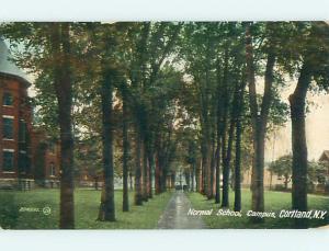 Divided-Back TREE LINED ROAD AT NORMAL SCHOOL Cortland New York NY t6163