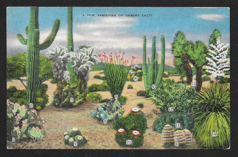 Cactus 14 different Varieties on one card unused c1930s